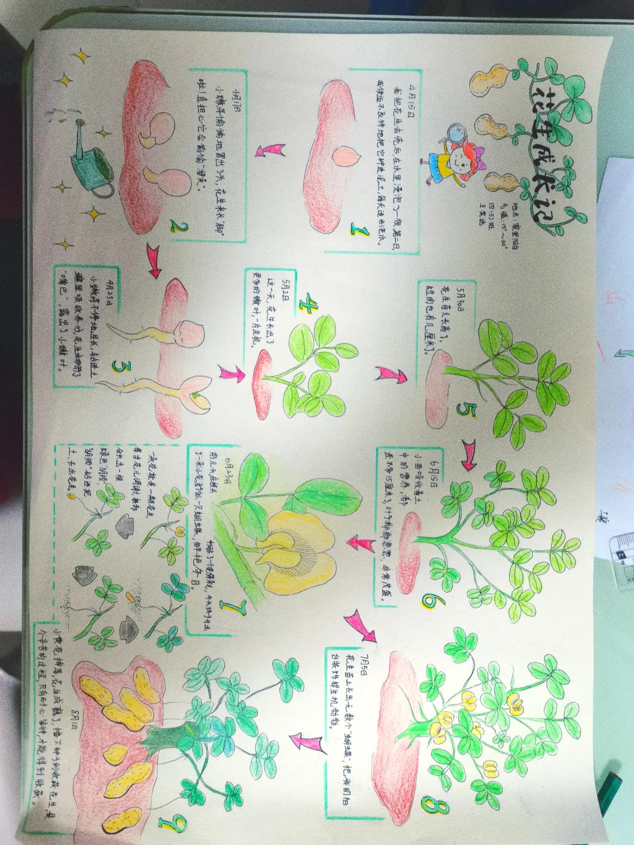 花生生长观察日记