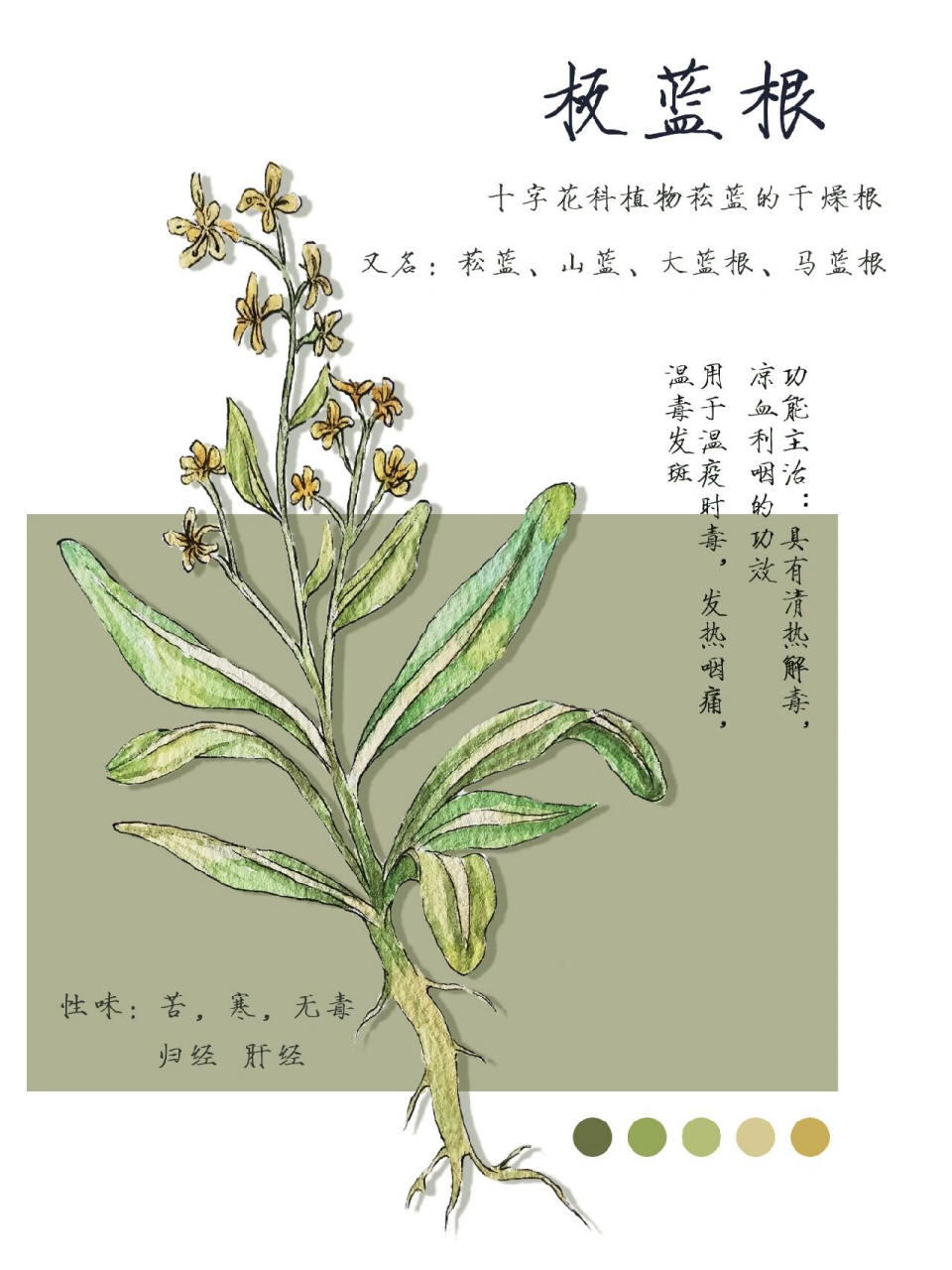 本草纲目—板蓝根 板蓝根是一味清热药 又名:菘蓝,山蓝,大蓝根,马蓝根