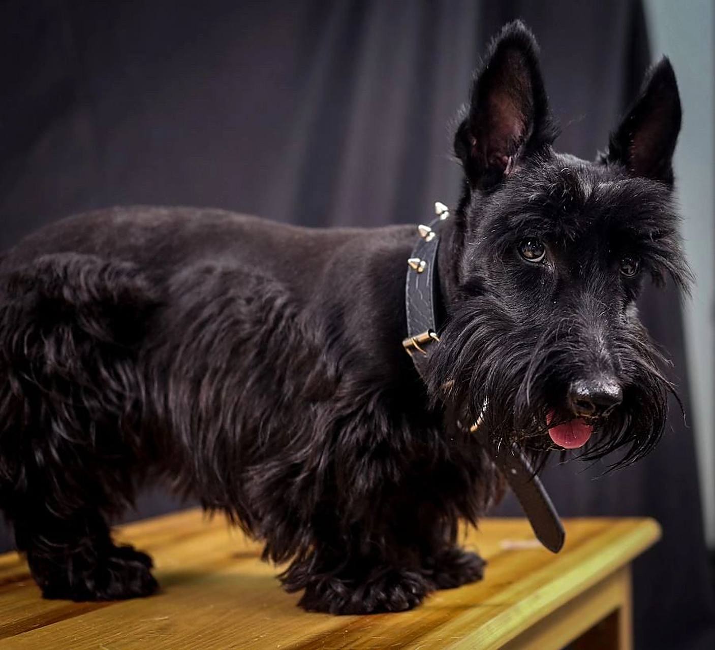 苏格兰梗犬 苏格兰梗与矮小的梗犬(西高地白梗,凯恩梗,丹迪丁蒙梗等)