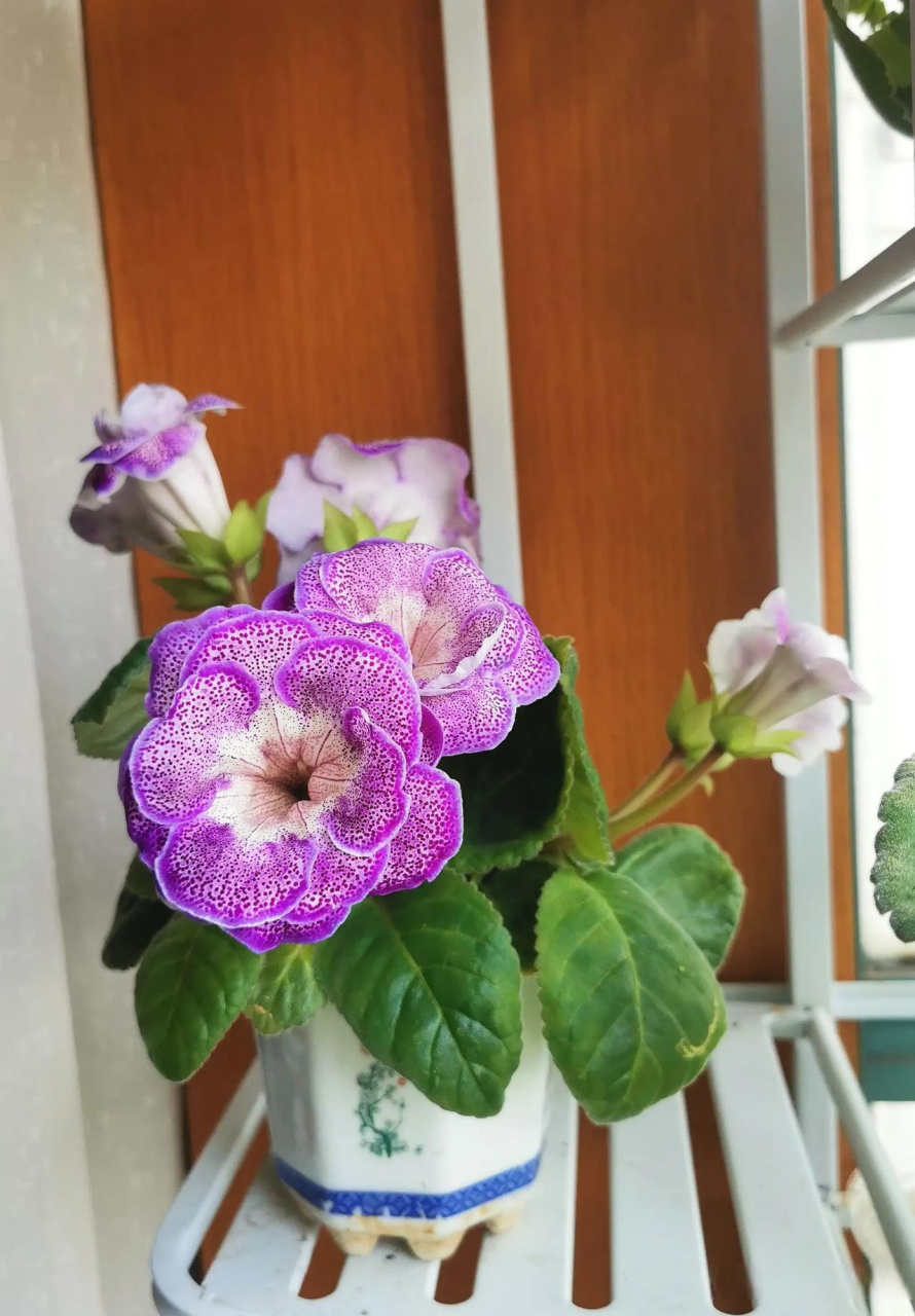 常见的几种苦苣苔科花卉,它们比较耐荫,个子小,比较适合封闭阳台,占地