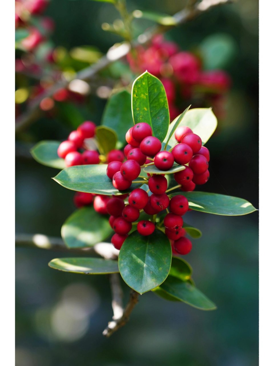 圆叶枸骨|无刺枸骨 圆叶枸骨,冬青科冬青属常绿灌木乔木植物枸骨的