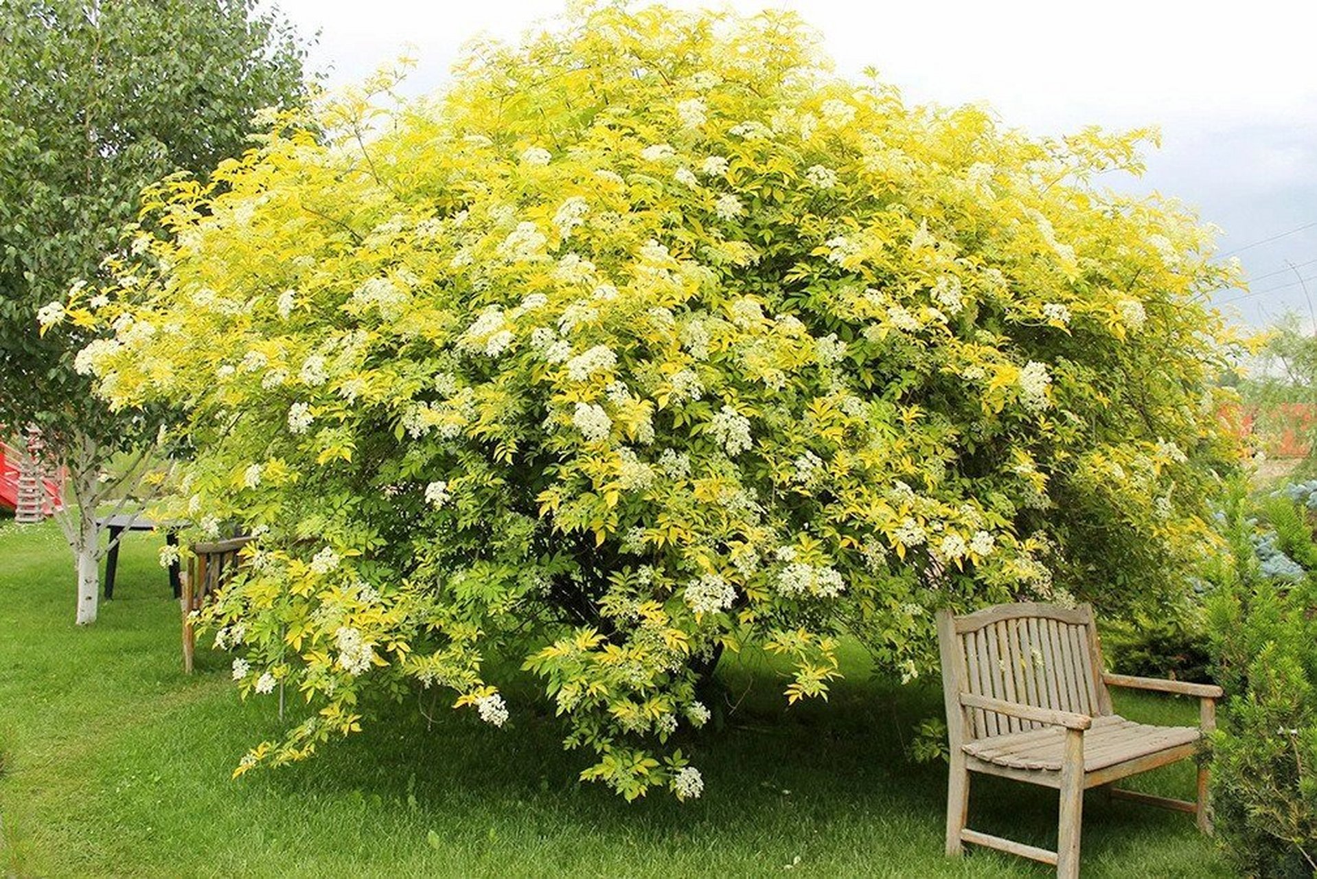 越养越增值的花——接骨木 接骨木是落叶灌木,对气候要求不严,所以