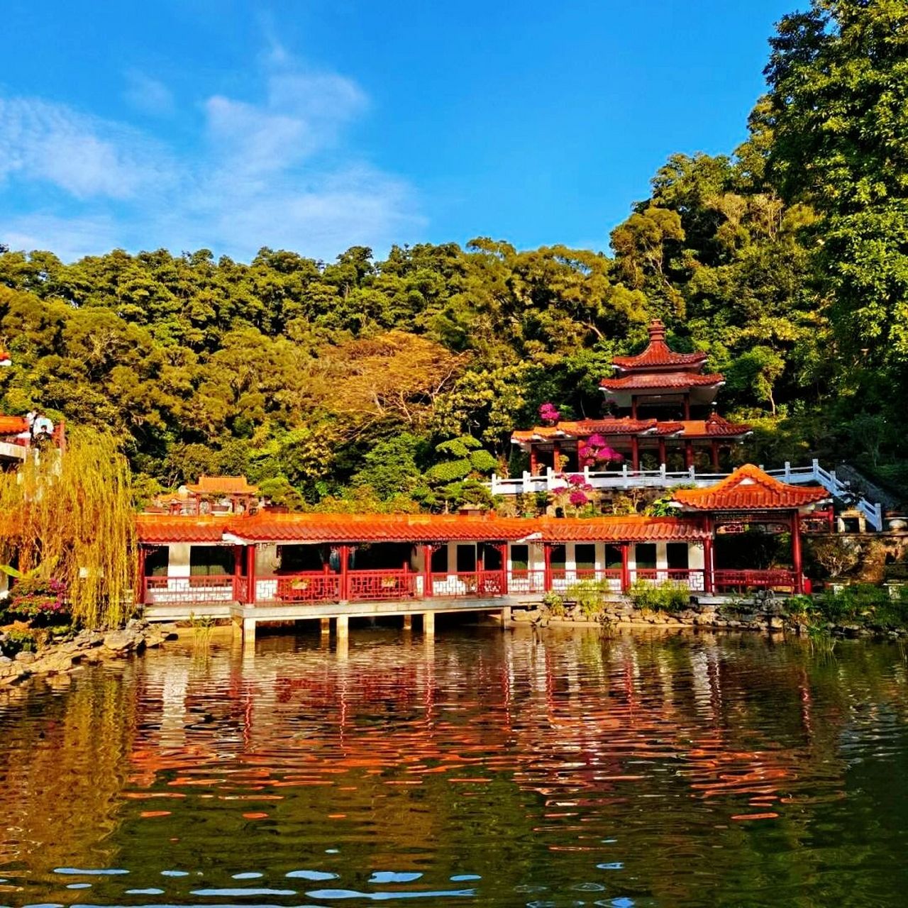 深圳#仙湖植物园# 分为天上人间景区,湖区,庙区,沙漠植物区,化石森林