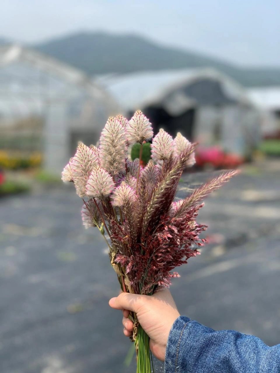 切花界萌崽-澳洲狐尾02养护指南 94澳洲狐尾鲜切花花朵呈现清新的