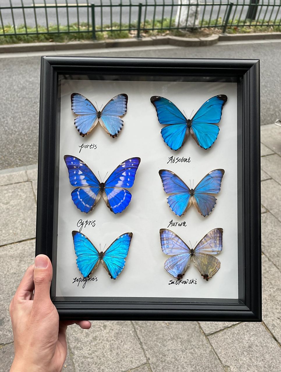 银河 塞浦路斯闪蝶 cypris 门亮闪蝶 portis 黎明闪蝶 aurora 夜明珠