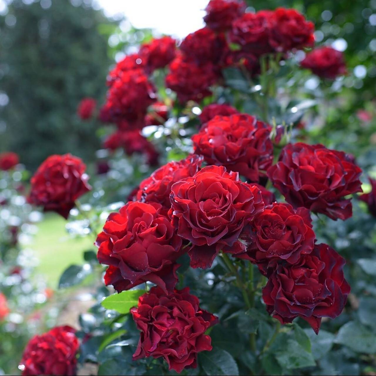 戴尔巴德月季"纪念芭芭拉" 戴尔巴德月季"纪念芭芭拉"hommage à
