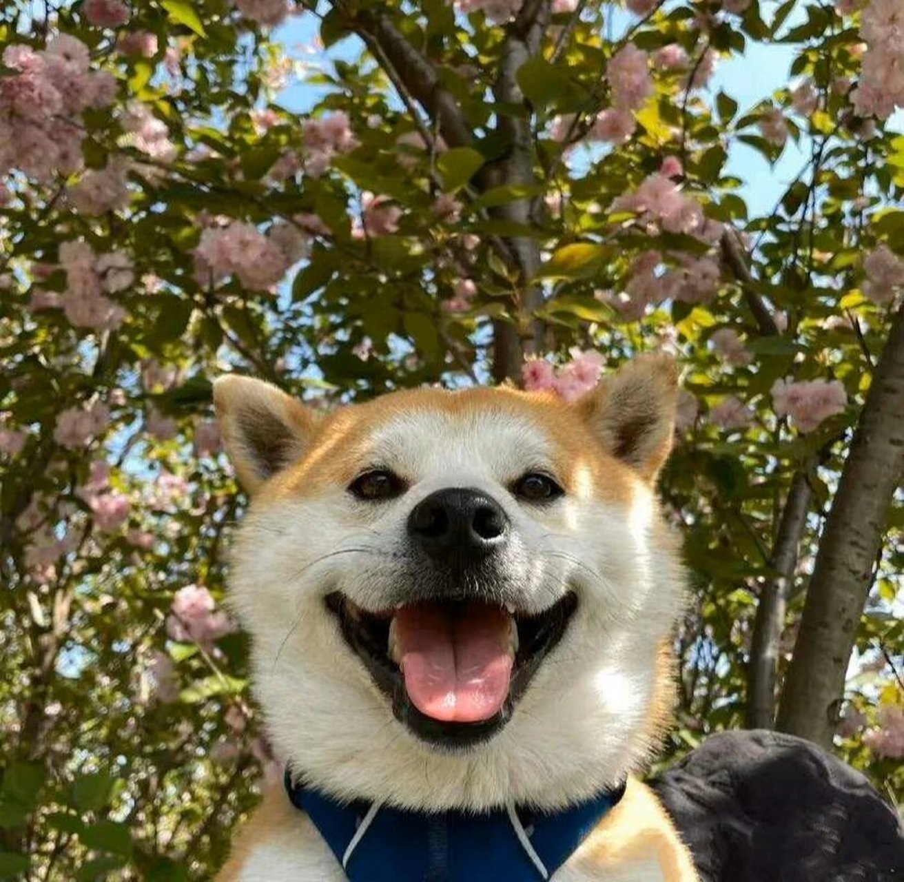 一些小花狗【小狗头像】 春天和小狗如期而至