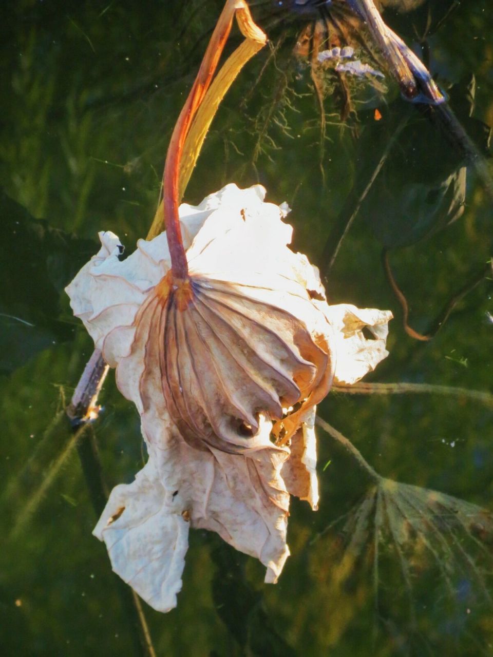 圆明园枯荷 | 我崇敬这种凋落的美 97枯萎的荷花不是代表生命的终结