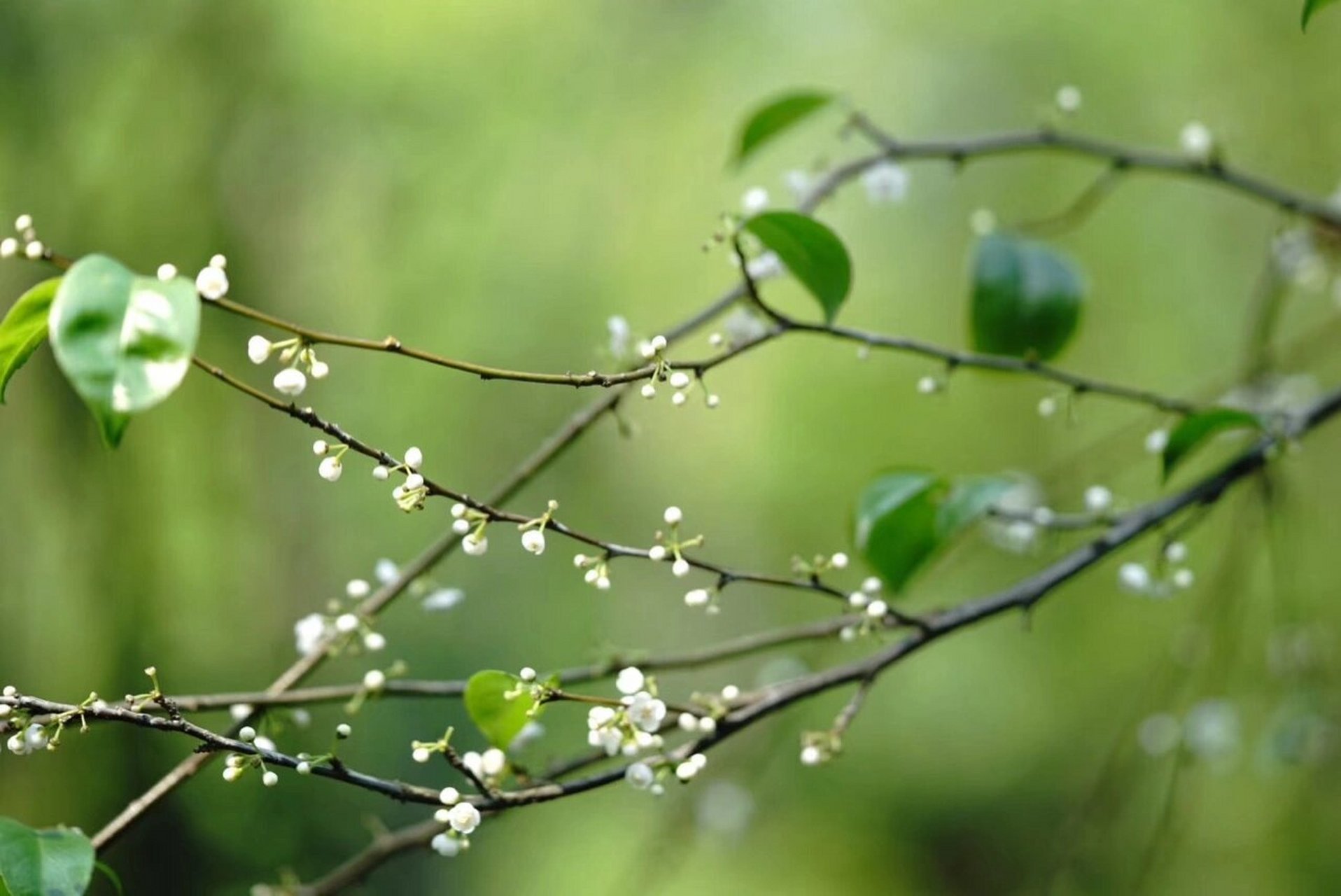 梅叶冬青|落叶只剩枝,覆得皑皑雪 梅叶冬青又称「岗梅」「秤星树」