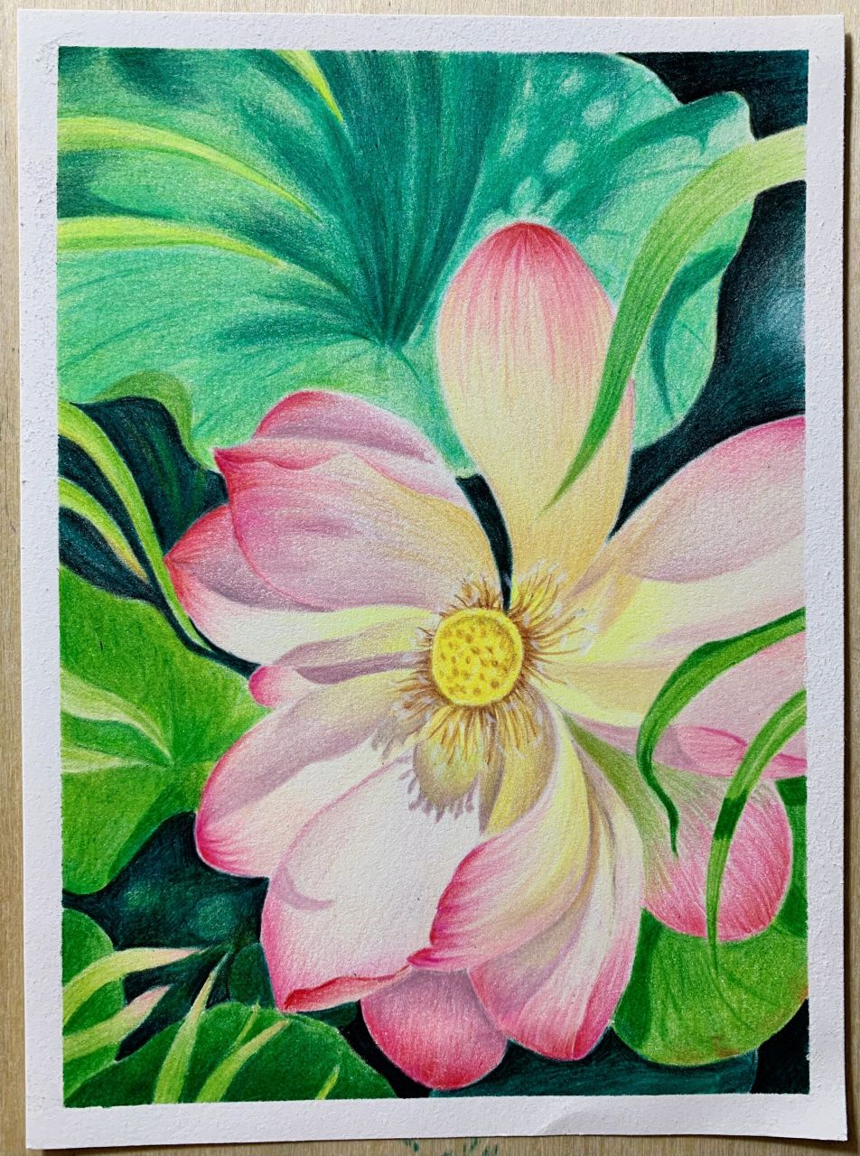 彩铅荷花(附过程图)       虽说是小幅,也是熬夜挤出休息时间画的