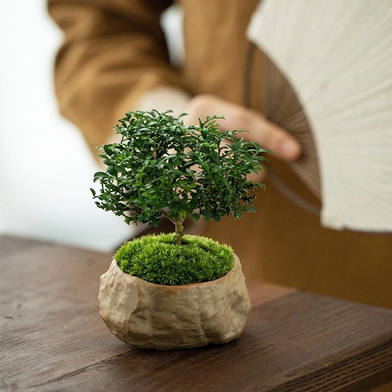 小巧可爱的达摩九里香小树 达摩九里香,叶片小似米粒,适合桌面茶几