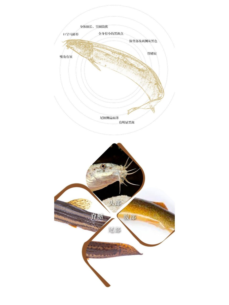 泥鳅种类图鉴图片