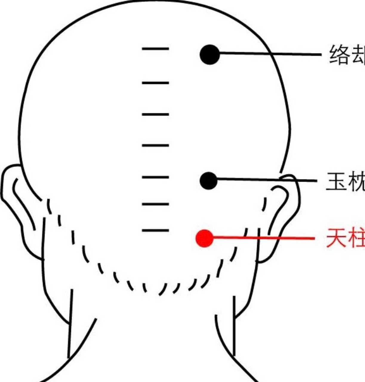 天柱在人体什么位置图片