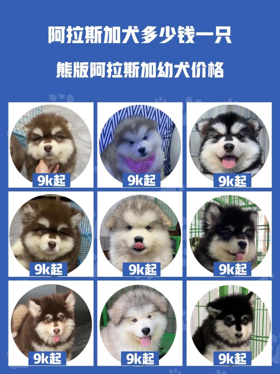 阿拉斯加犬智商图片