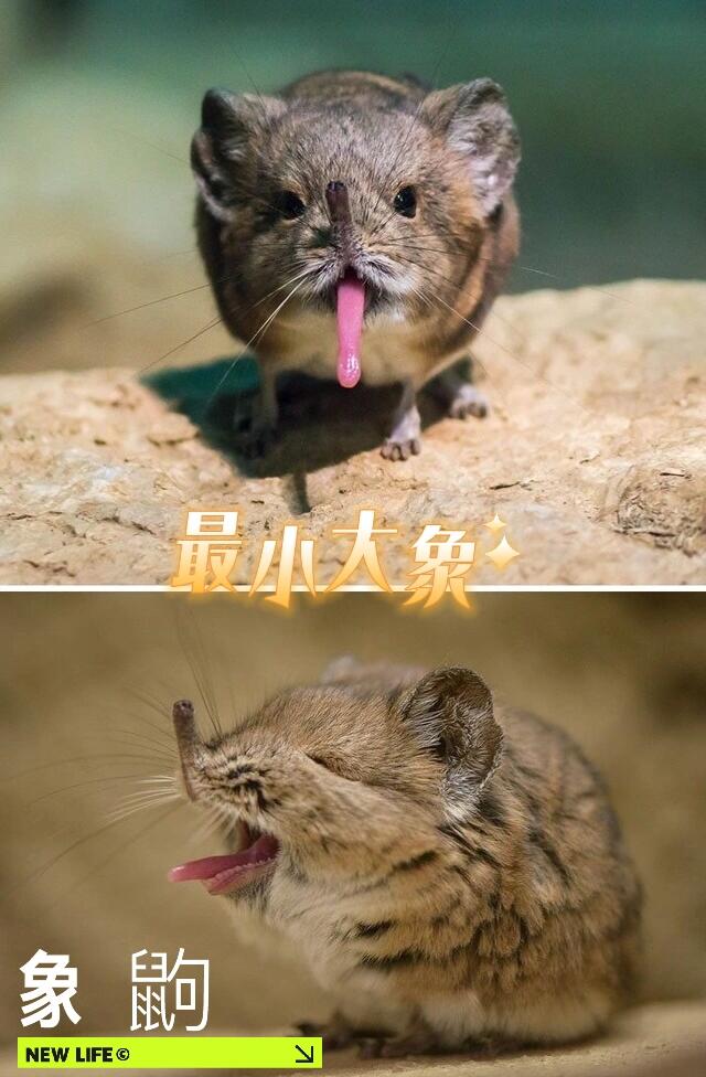 世界上最小的大象 | 象鼩