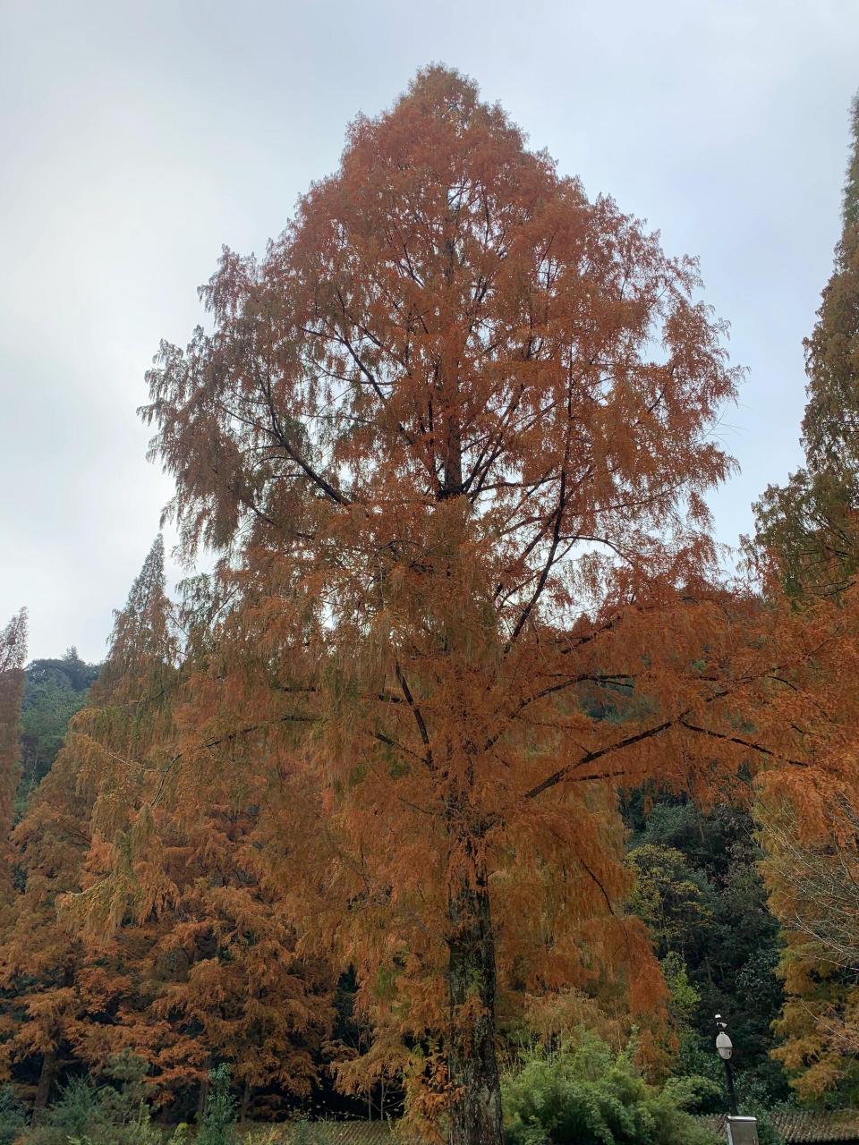开化古田山 钱江源国家公园之古田山国家级自然保护区位于开化苏庄
