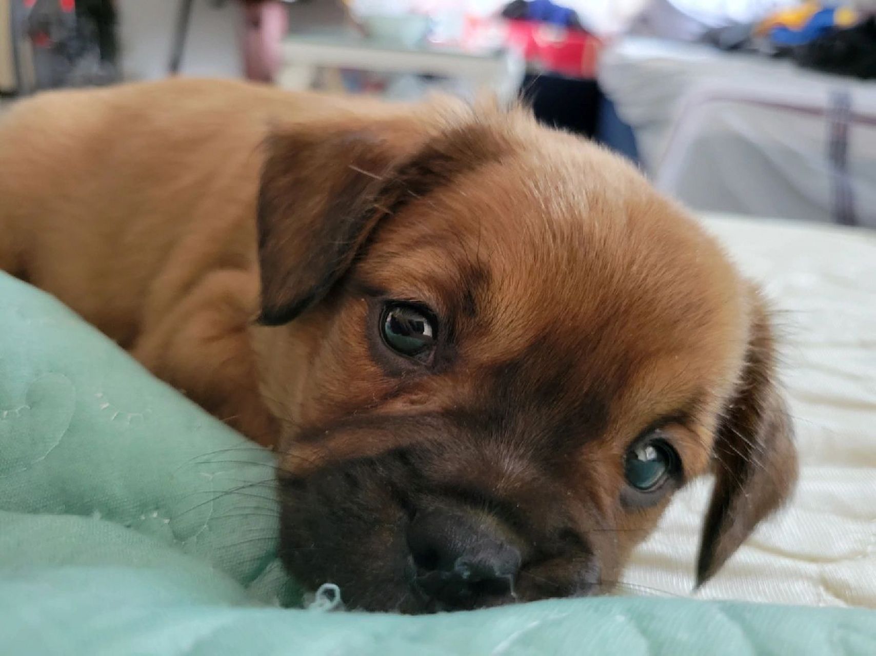 记录法斗妈妈和泰迪爸爸的串串(泰斗) 现在一个半月,除了吃喝拉撒就是