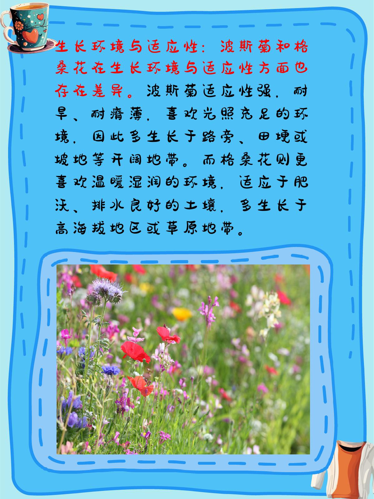 波斯菊和格桑花的区别 波斯菊与格桑花,两种迷人的花卉,各自散发着