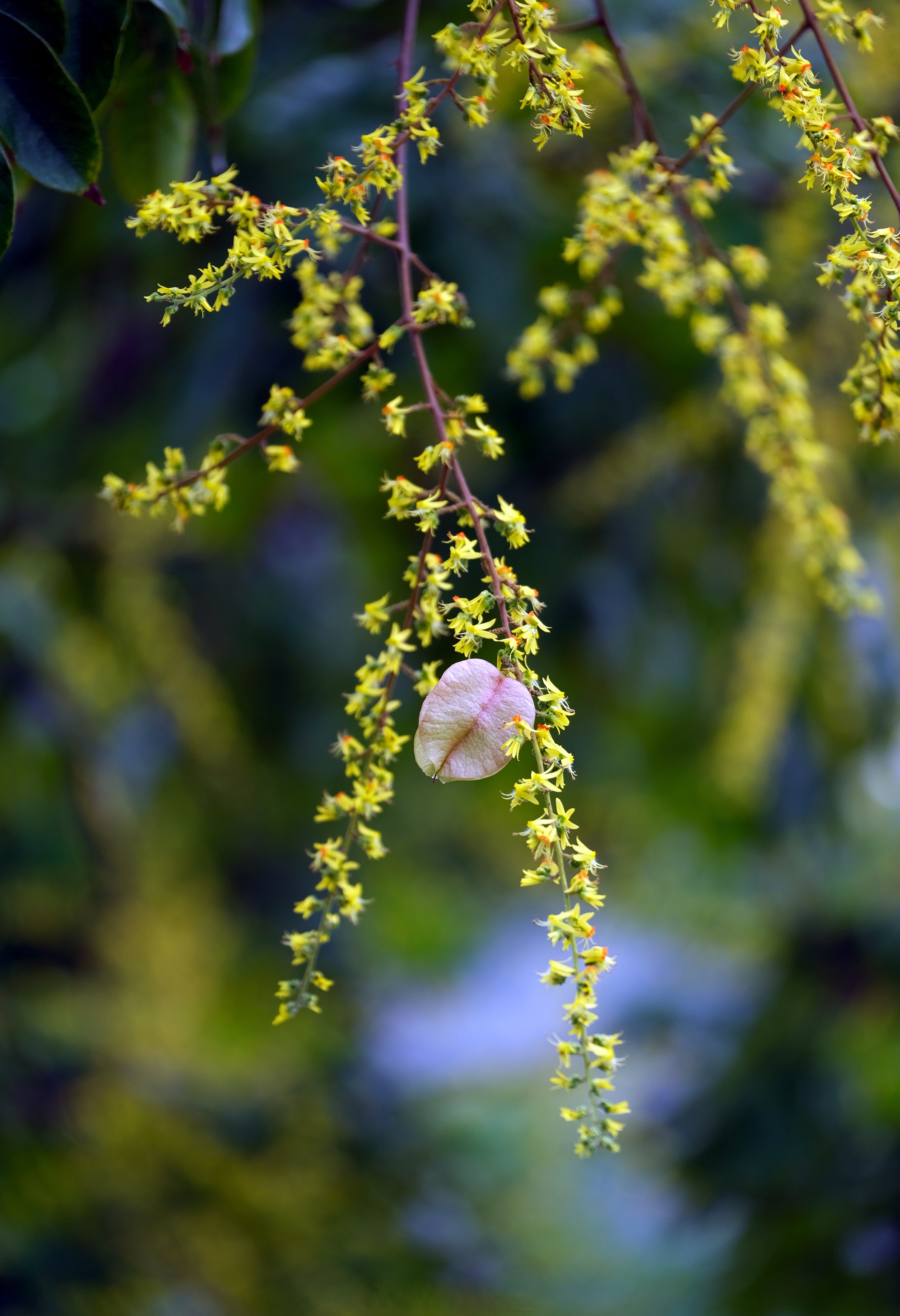 黄山栾树绽放,浅黄花,橘红果点缀绿叶间,如灯笼摇曳,似珍宝满枝.