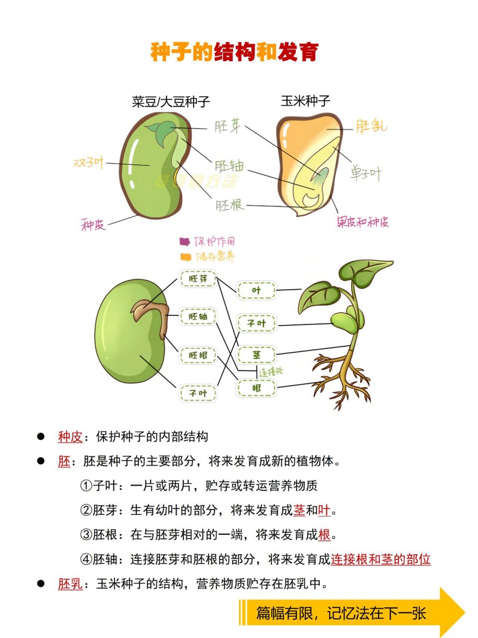 大豆种子的结构图图片