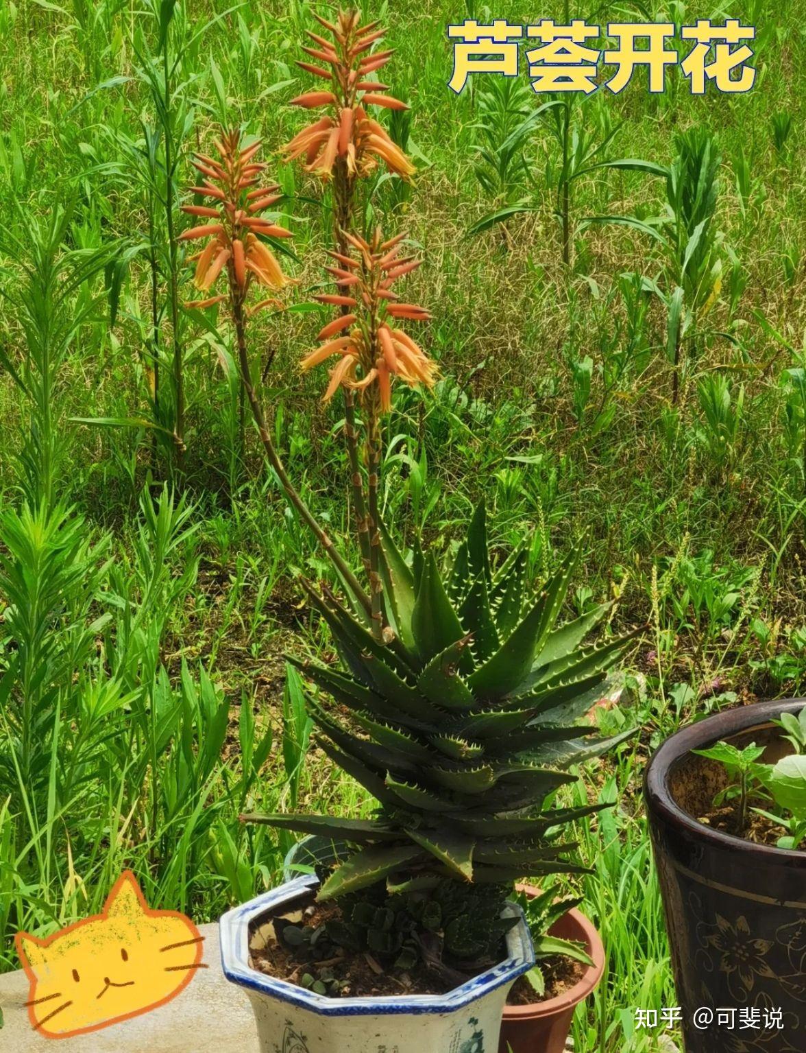 芦荟开花一串红