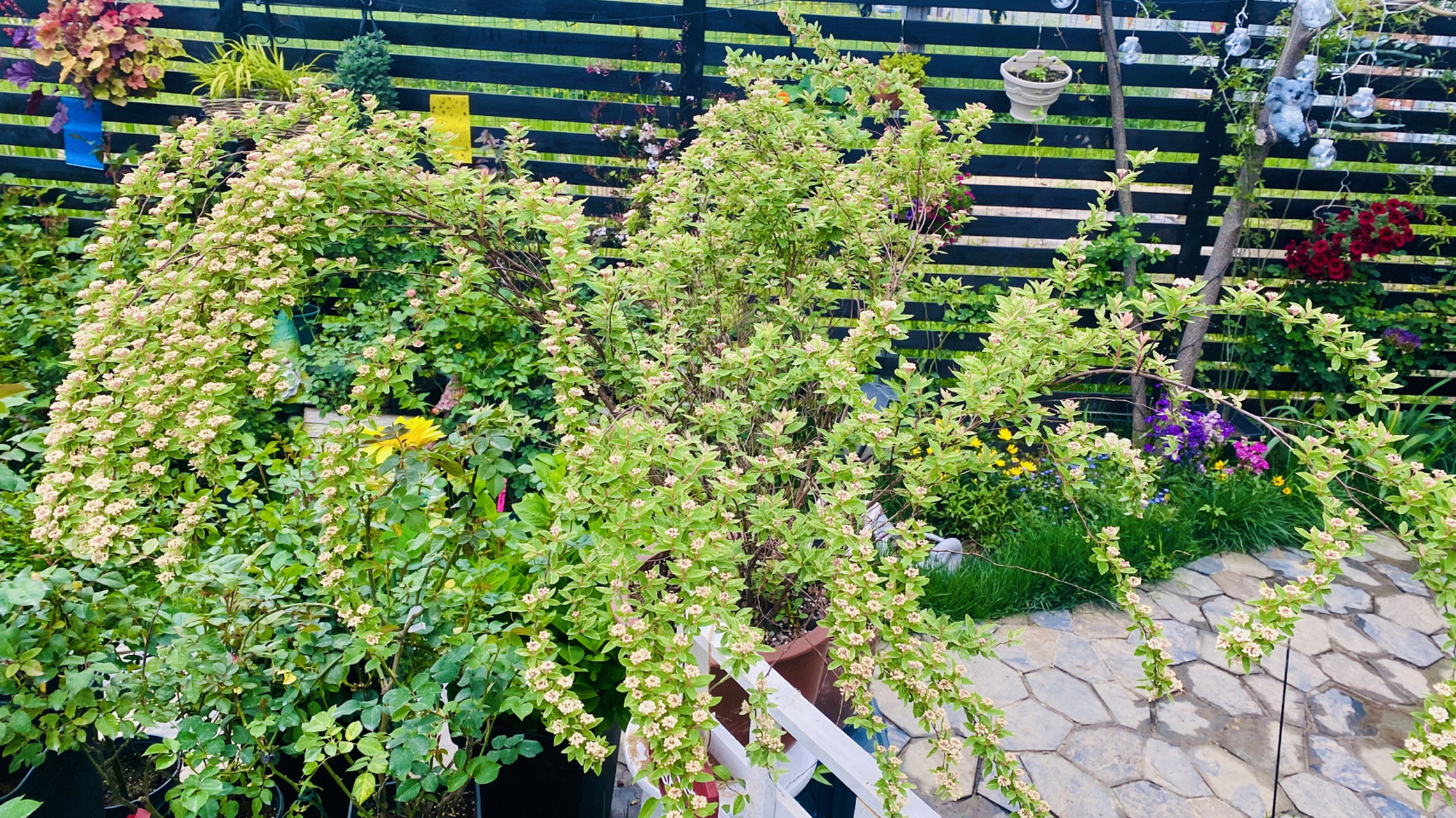 粉霜绣线菊 为了拍这个即将爆花上千朵的盛世美颜,我让老公背着我拍的