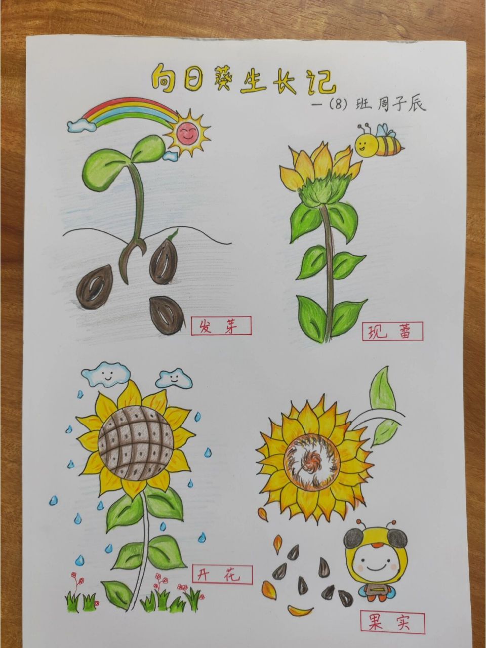 向日葵生长过程绘图图片