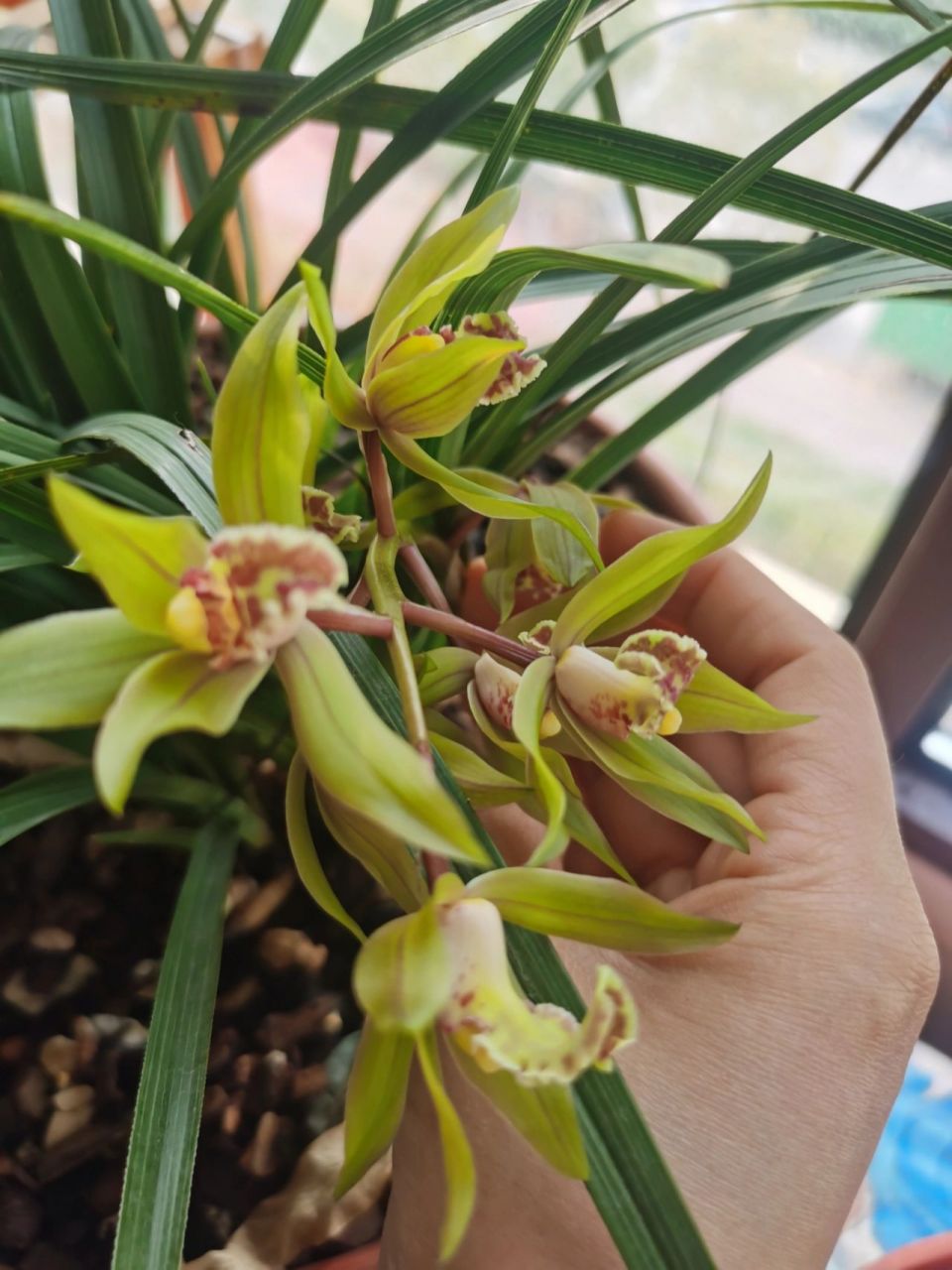 兰花怎么养  养好兰花 1,选择兰花土很重要,专用兰花土,或者山上的