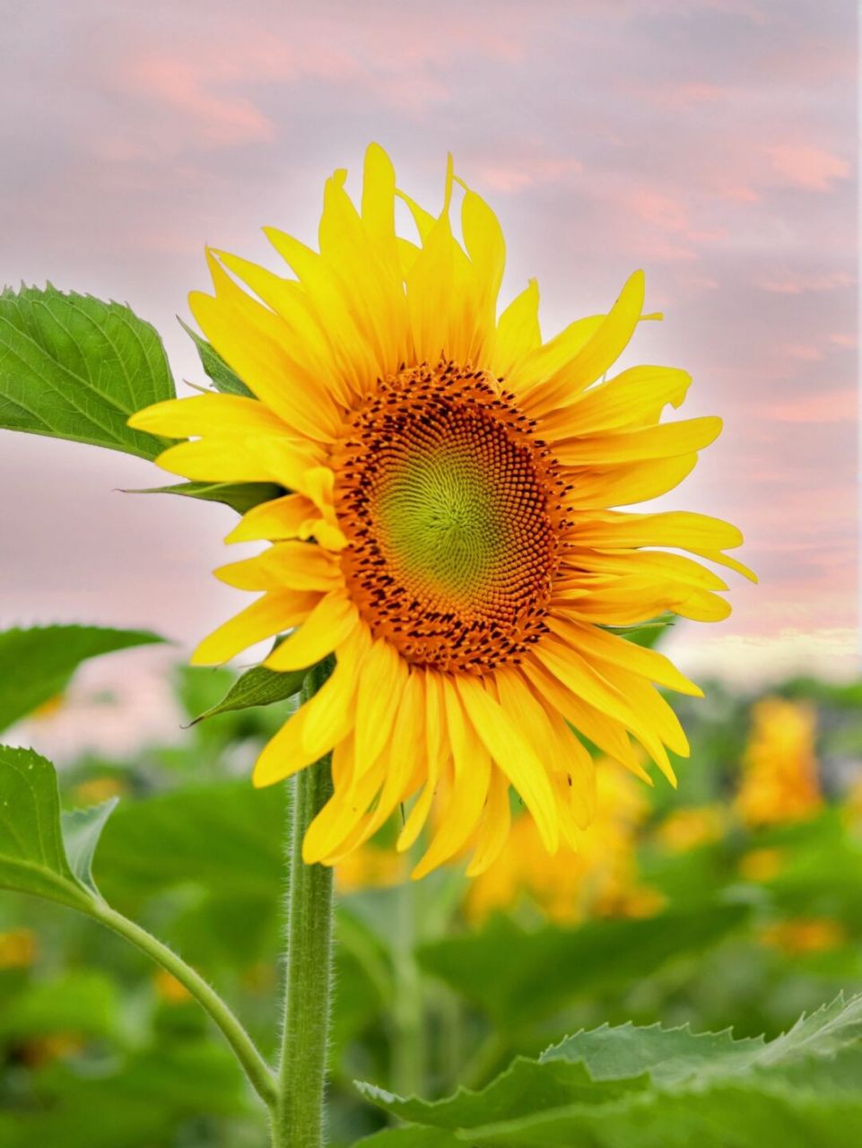 田野里秋意渐浓 向日葵在阳光下竞相绽放 成为秋天里耀眼的一抹色彩