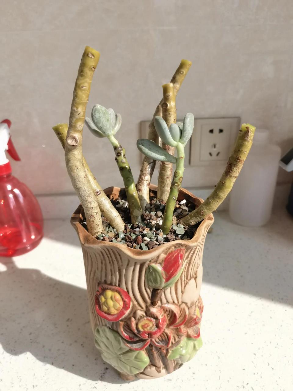 夏天徒长的桃美人,一狠心给它砍头了!