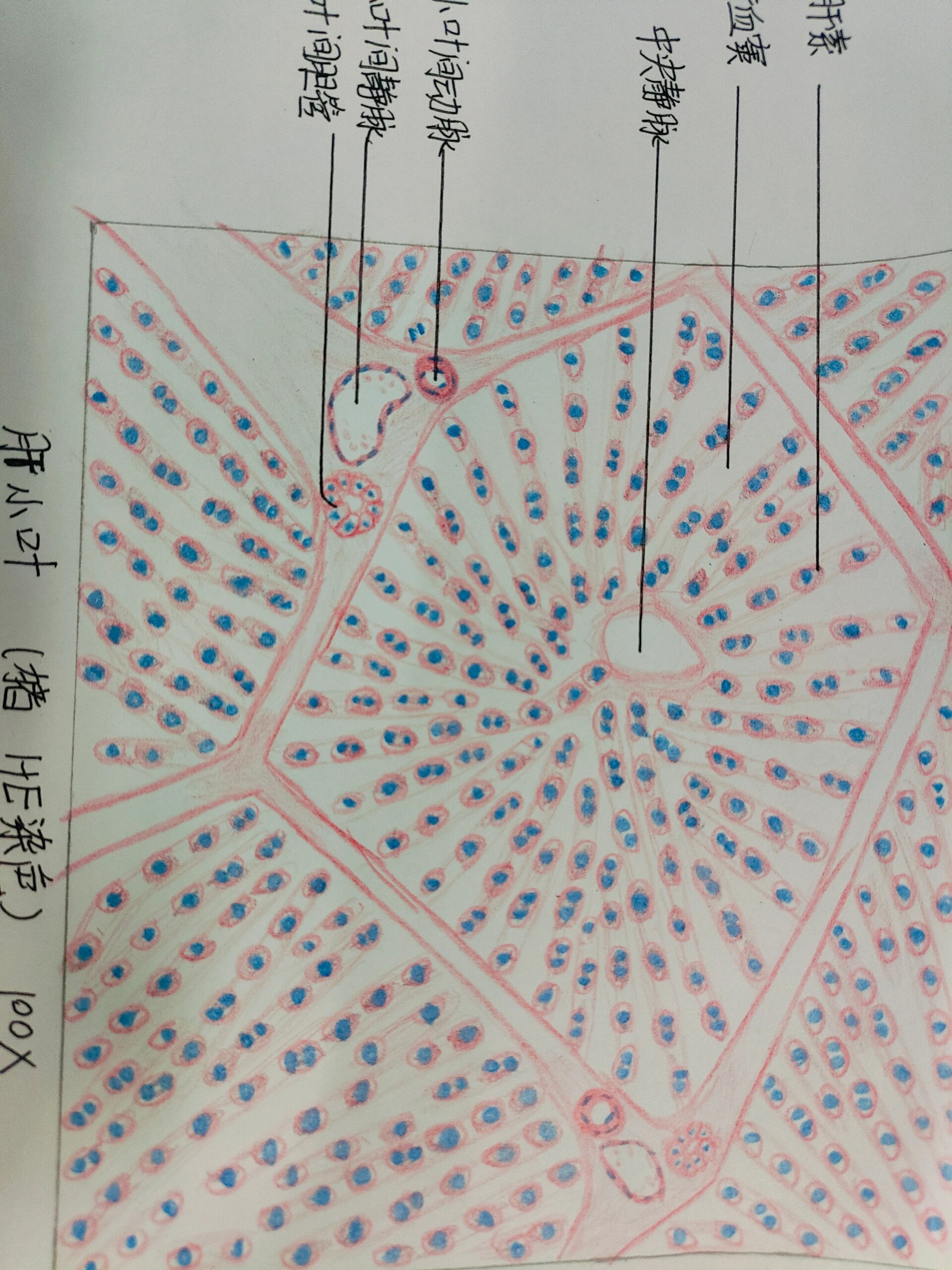 肝小叶切片手绘图