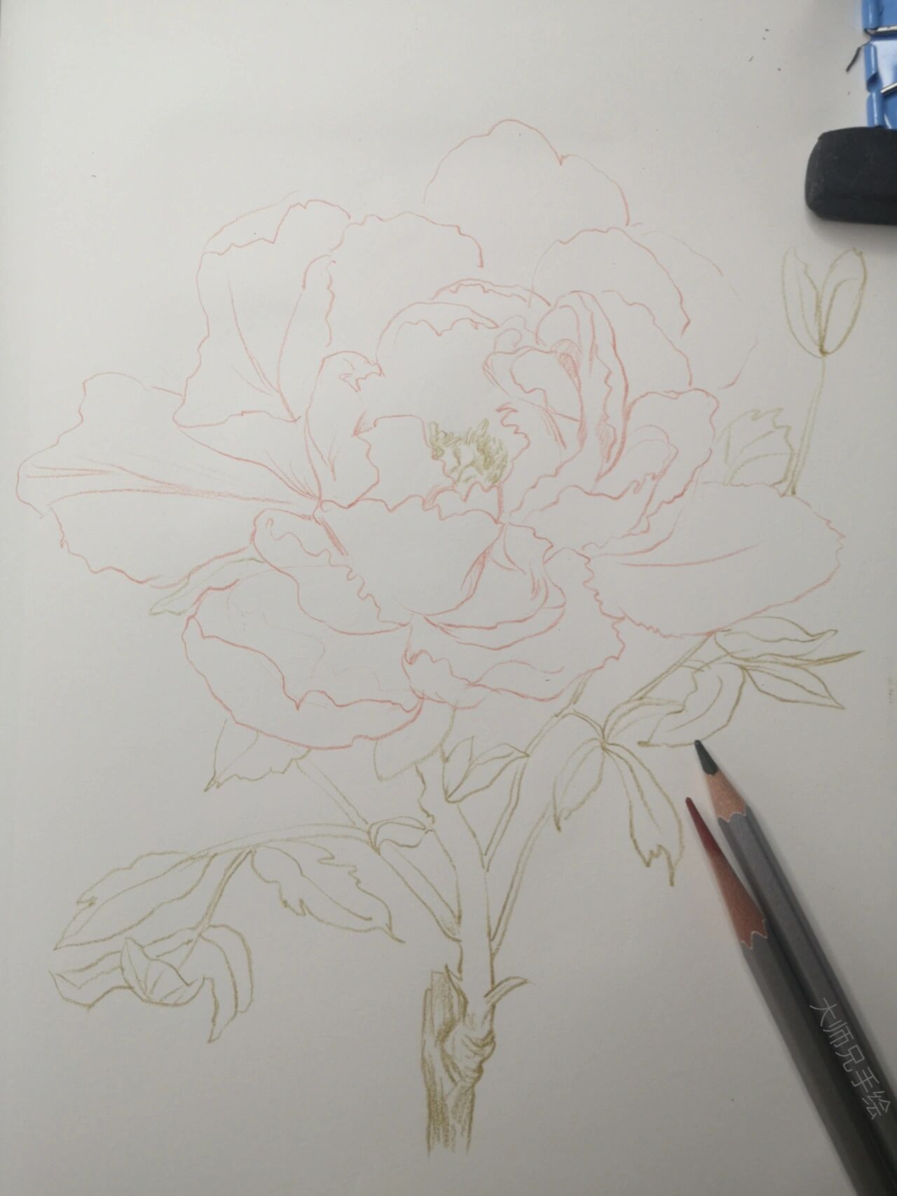 彩铅原创—牡丹花 (附步骤图