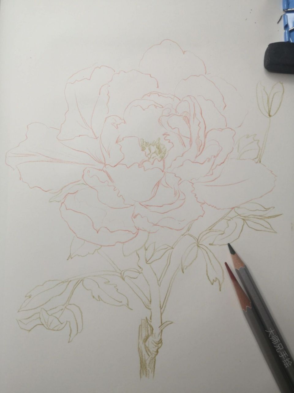 彩铅原创—牡丹花 (附步骤图) 彩铅手绘||花卉超详细步骤图进度分享