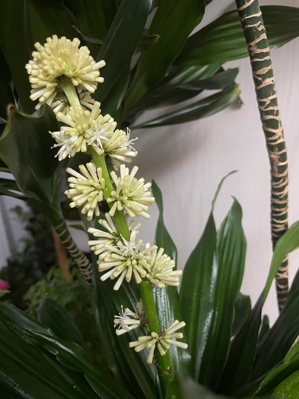 太阳神(密叶朱蕉)开花 2022.11.29太阳神开花的样子.