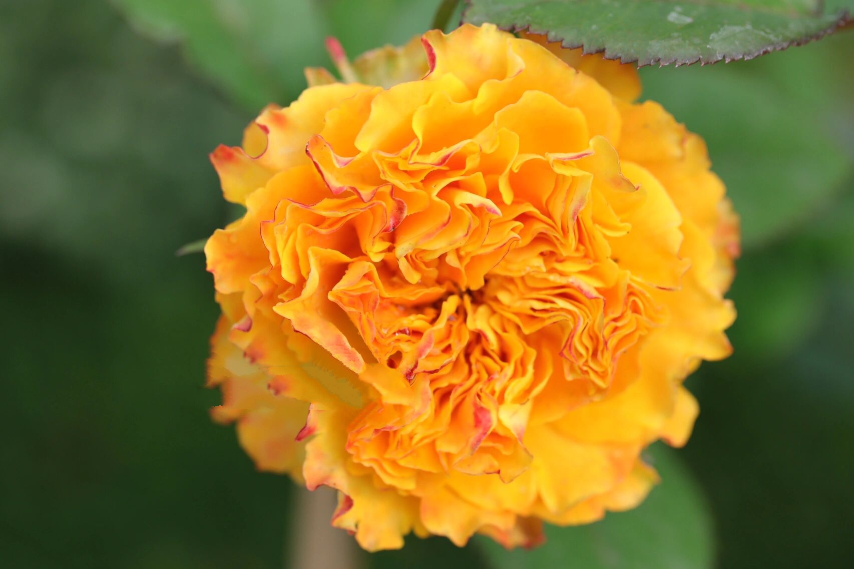 橙色瑞瓦月季/橙色丽瓦/芒果酒吧 橙色系中饱和度极其高又正的一款.