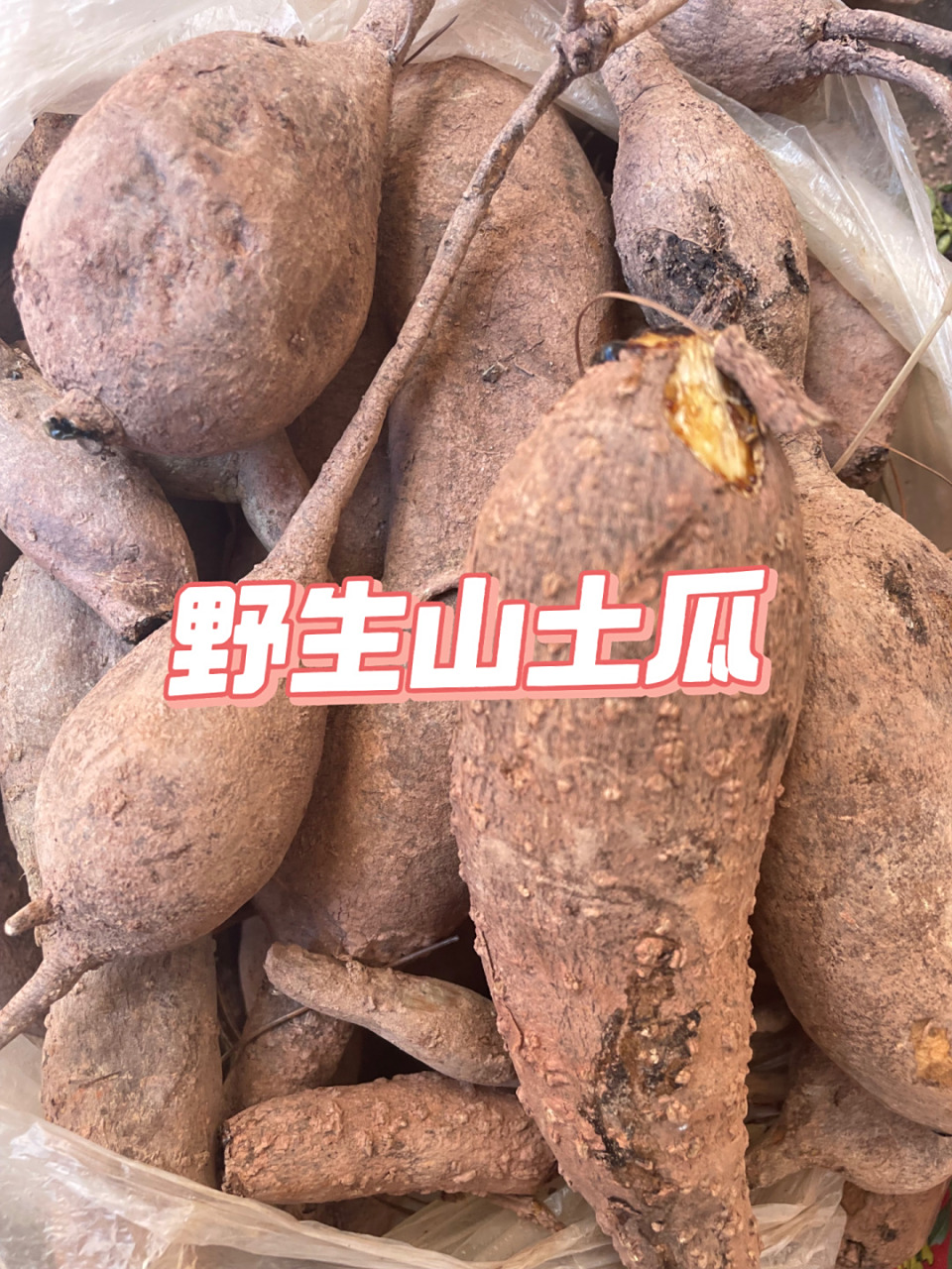 云南野生山土瓜地瓜山红苕,了解一下!