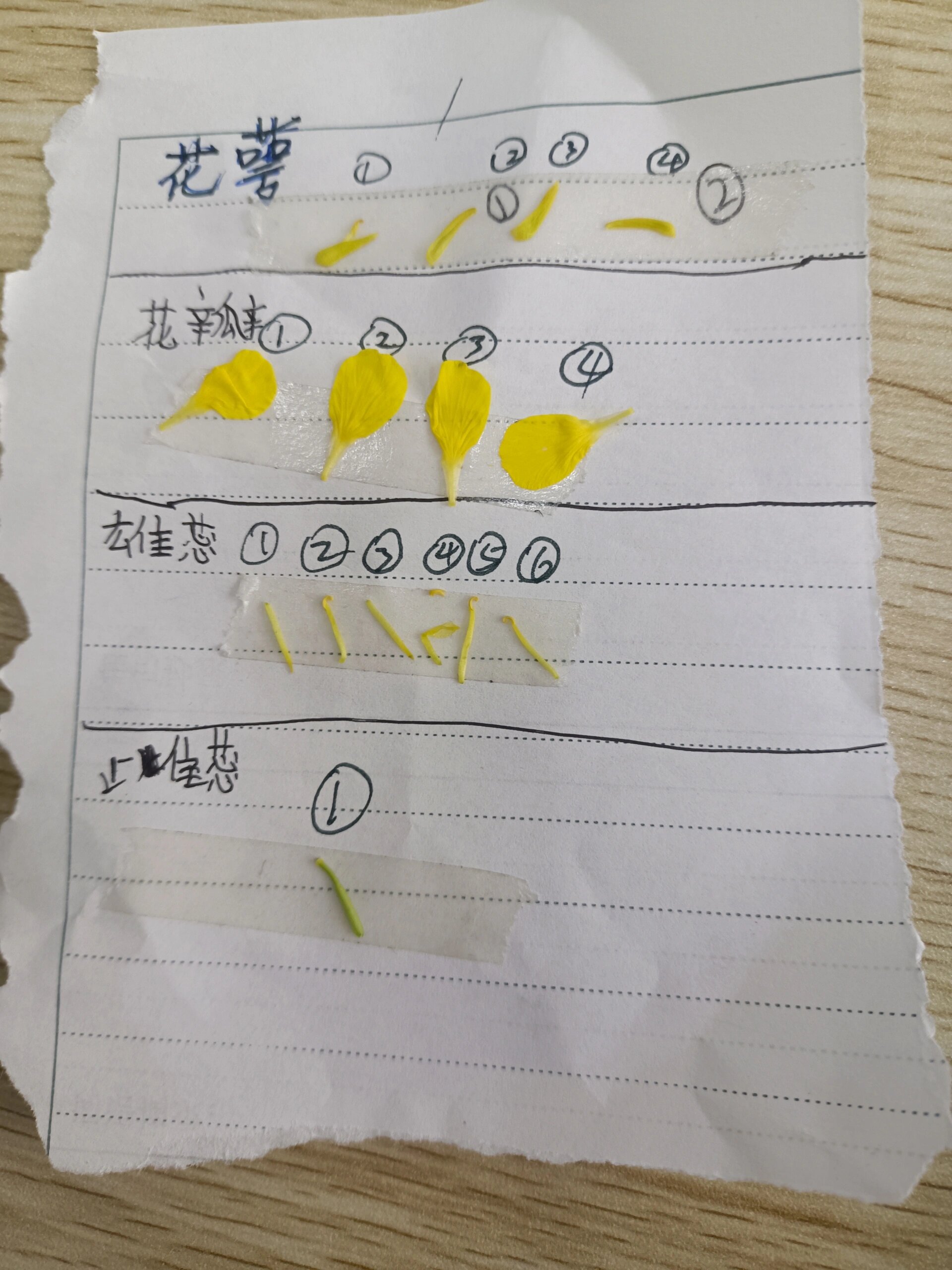 解剖油菜花