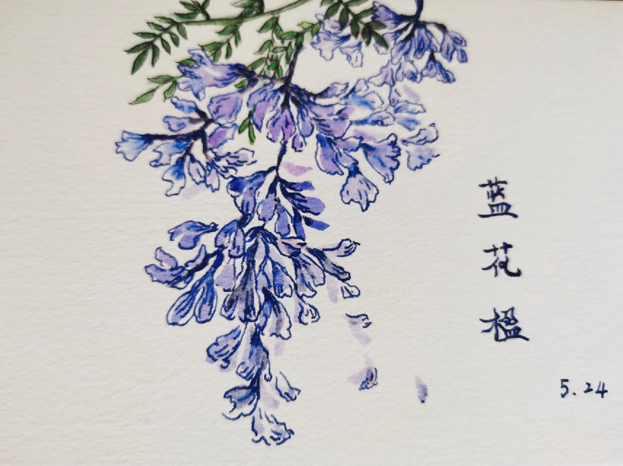 每日一画 蓝花楹