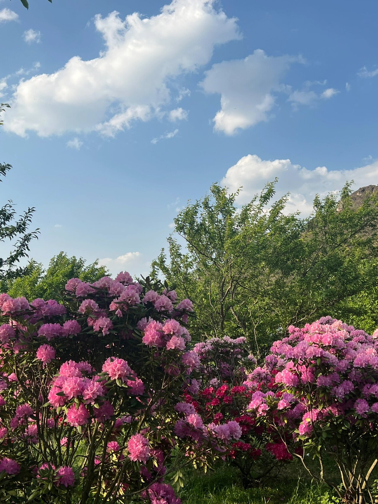 昆明名花谷风景区图片