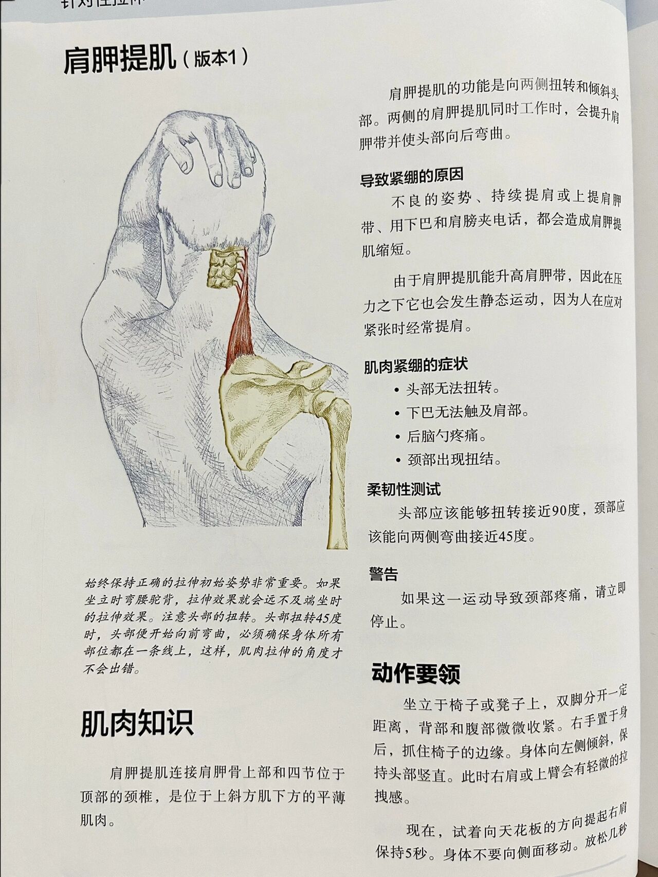 肩胛提肌劳损自我疗法图片