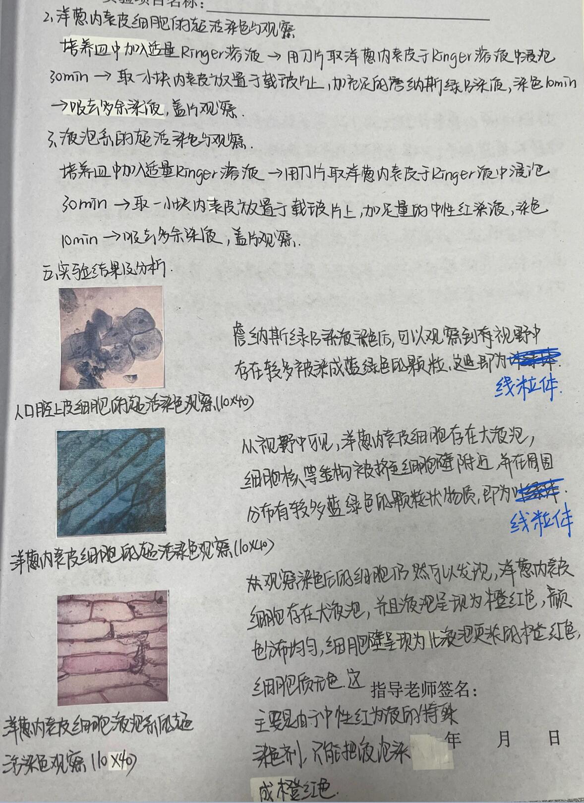 细生实验4--线粒体和液泡系的超活染色 后附详细实验报告呦 实验目的