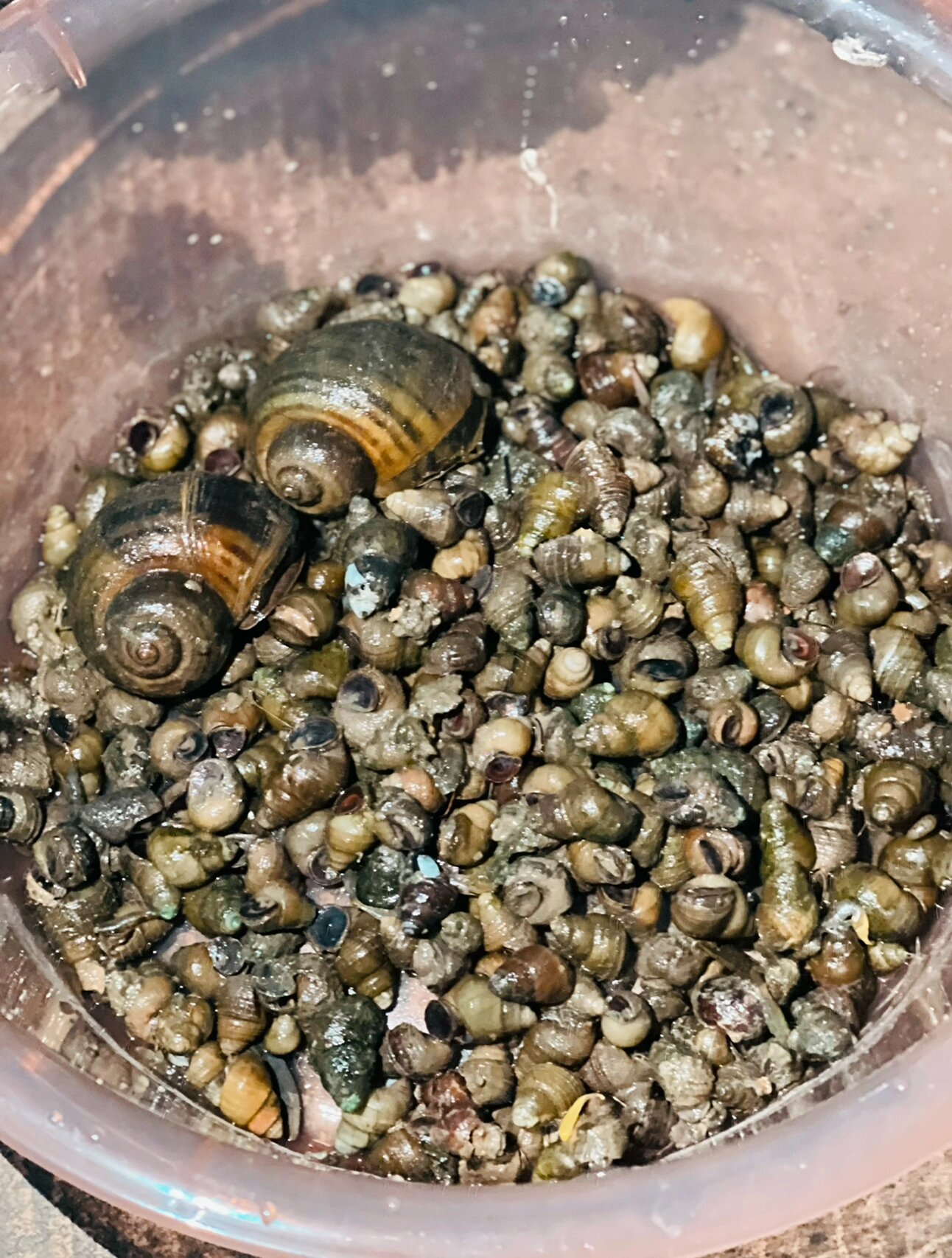 福寿螺田螺傻傻分不清楚