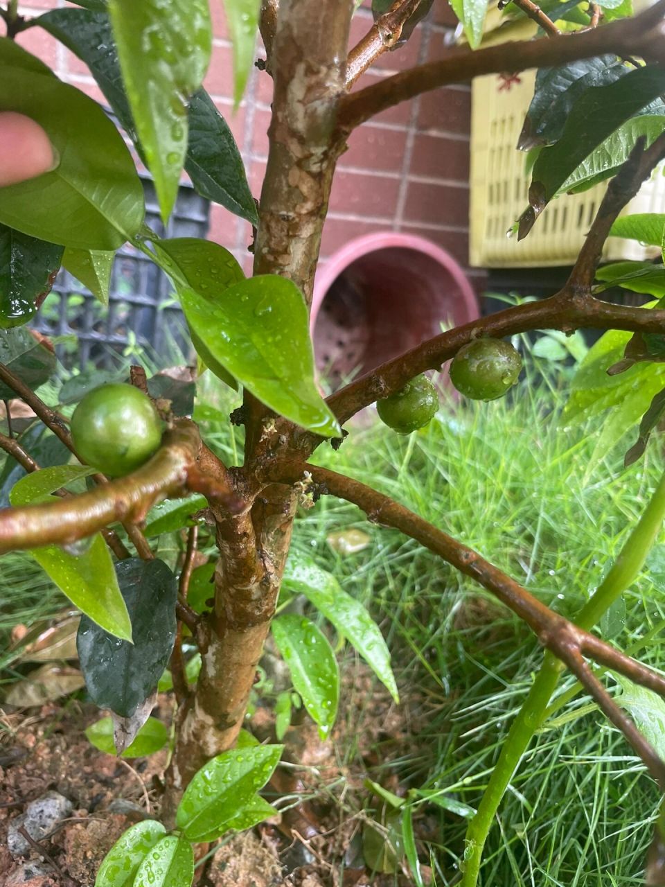 对比艾斯卡和四季红妃嘉宝果结果比较 艾斯卡和四季红妃嘉宝果都是