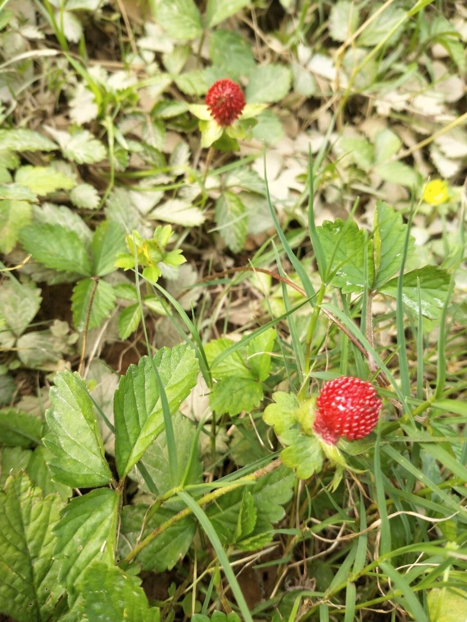 别称:蛇莓,地泡 路边都是这种红色果实.