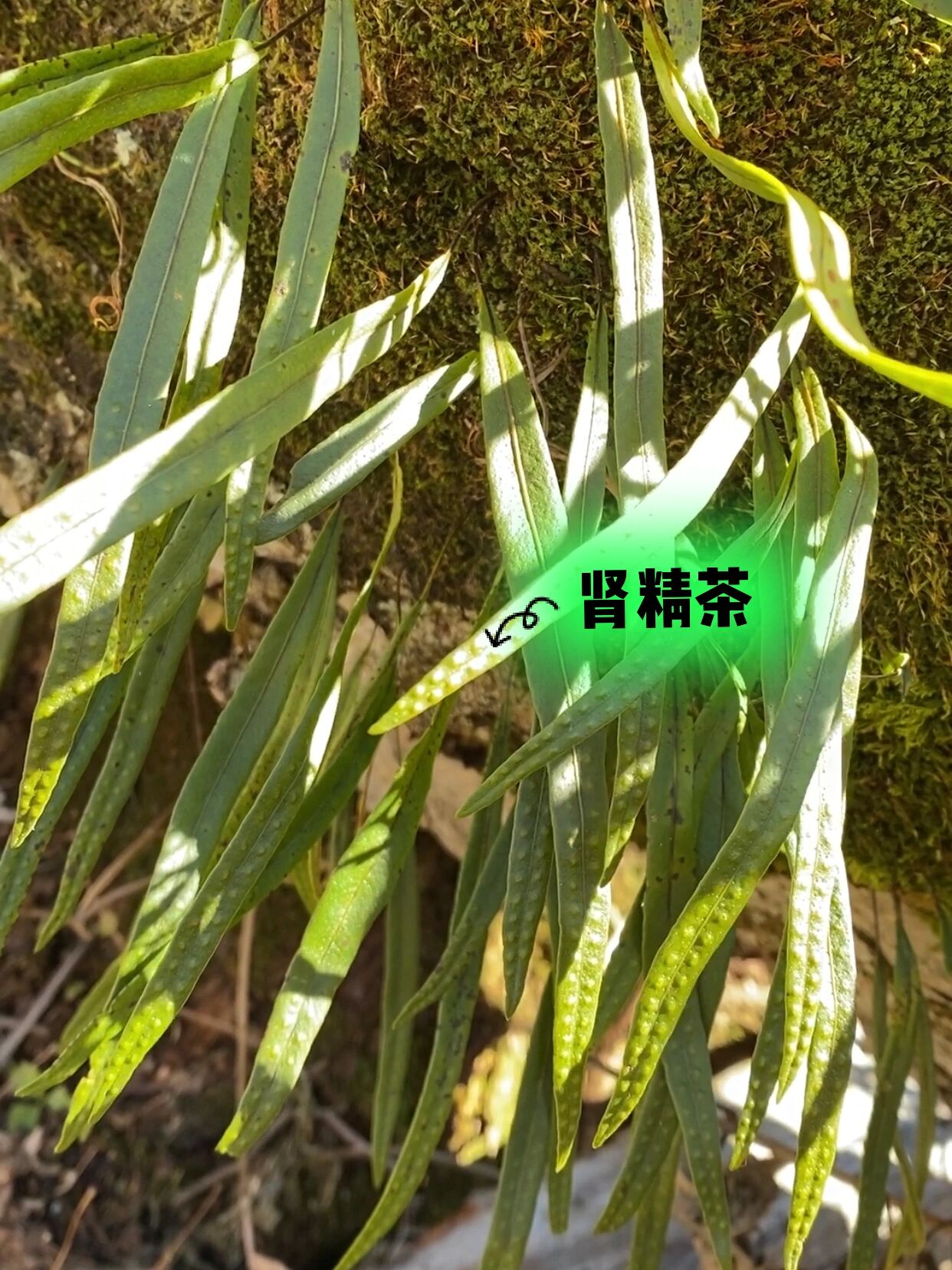 肾精茶:关东有茶,名曰肾精