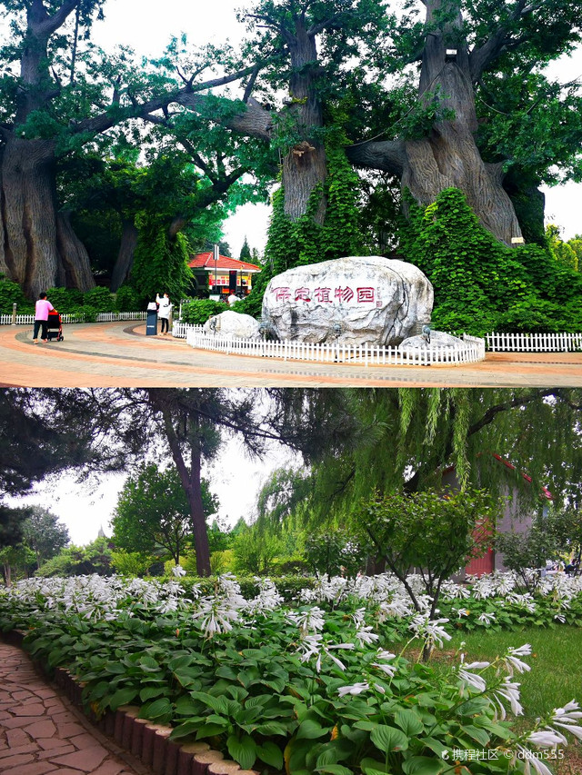 保定市植物园门票图片