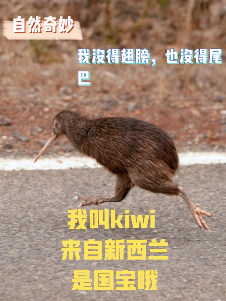 新西兰国宝-几维鸟 此鸟也叫奇异鸟,只因像猕猴桃(国外叫奇异果); 初
