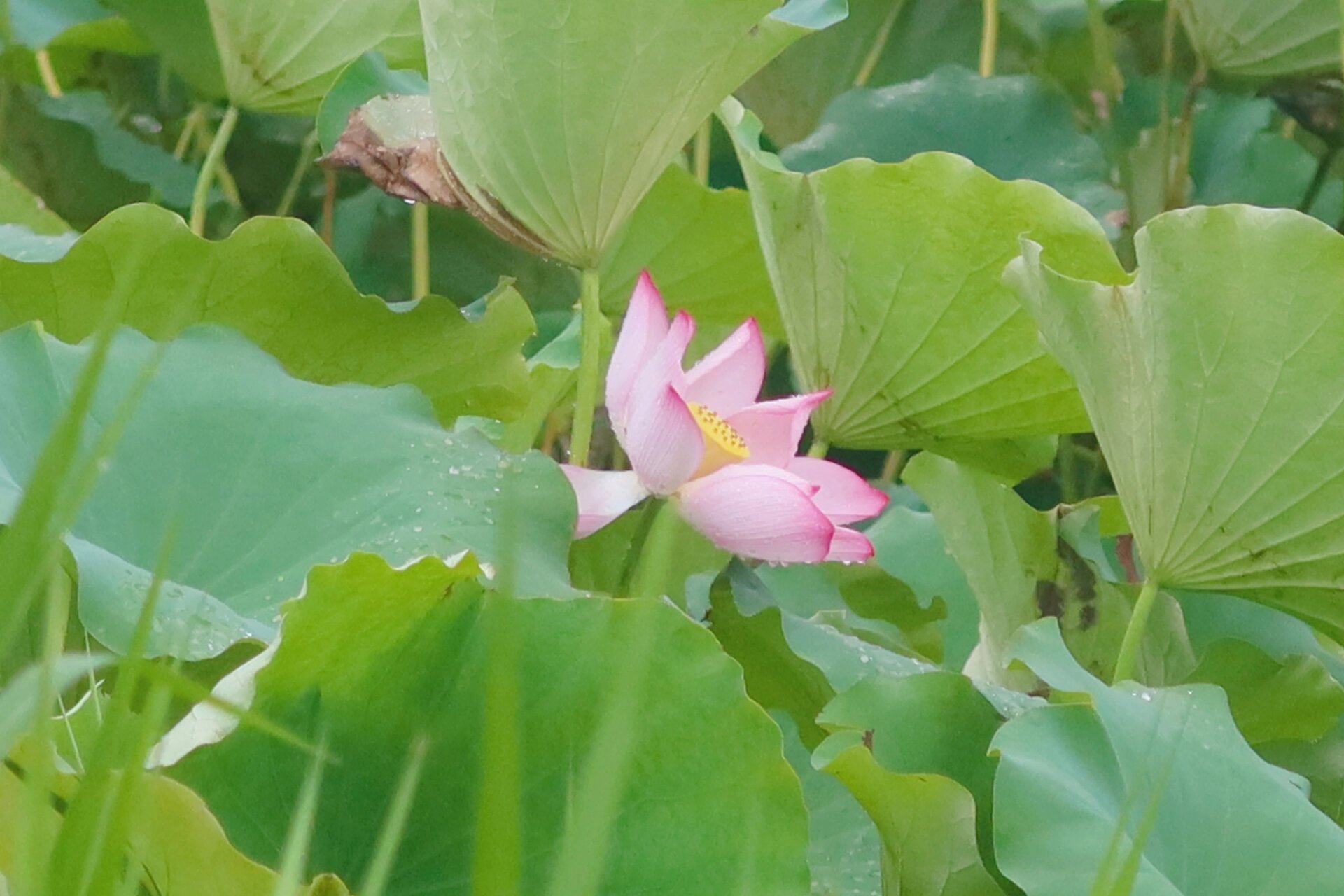 潮阳梅花湿地公园图片