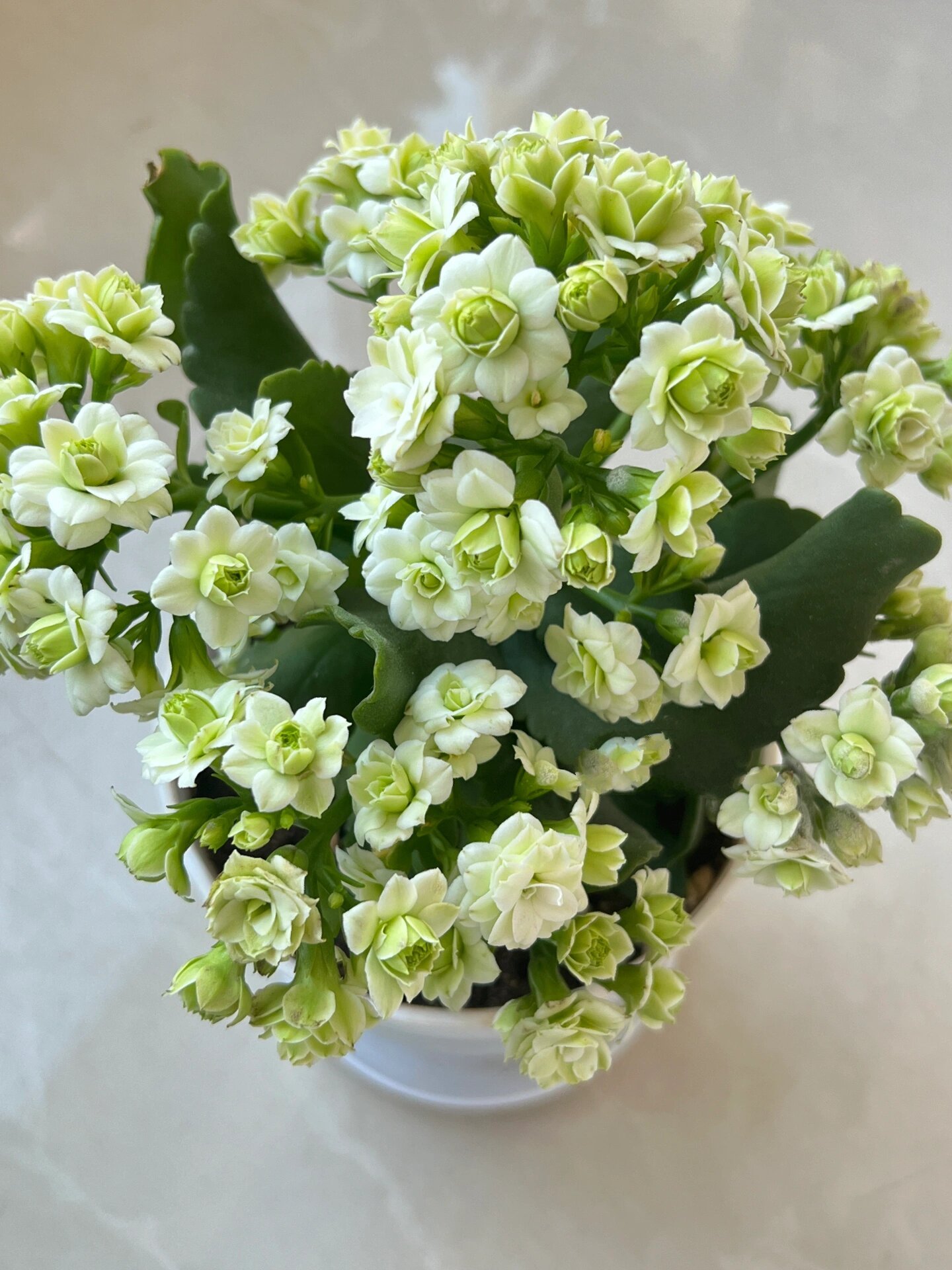 长寿花 | 巴黎系列——绿巴黎 养长寿花必入的一个品种,花开清新脱俗
