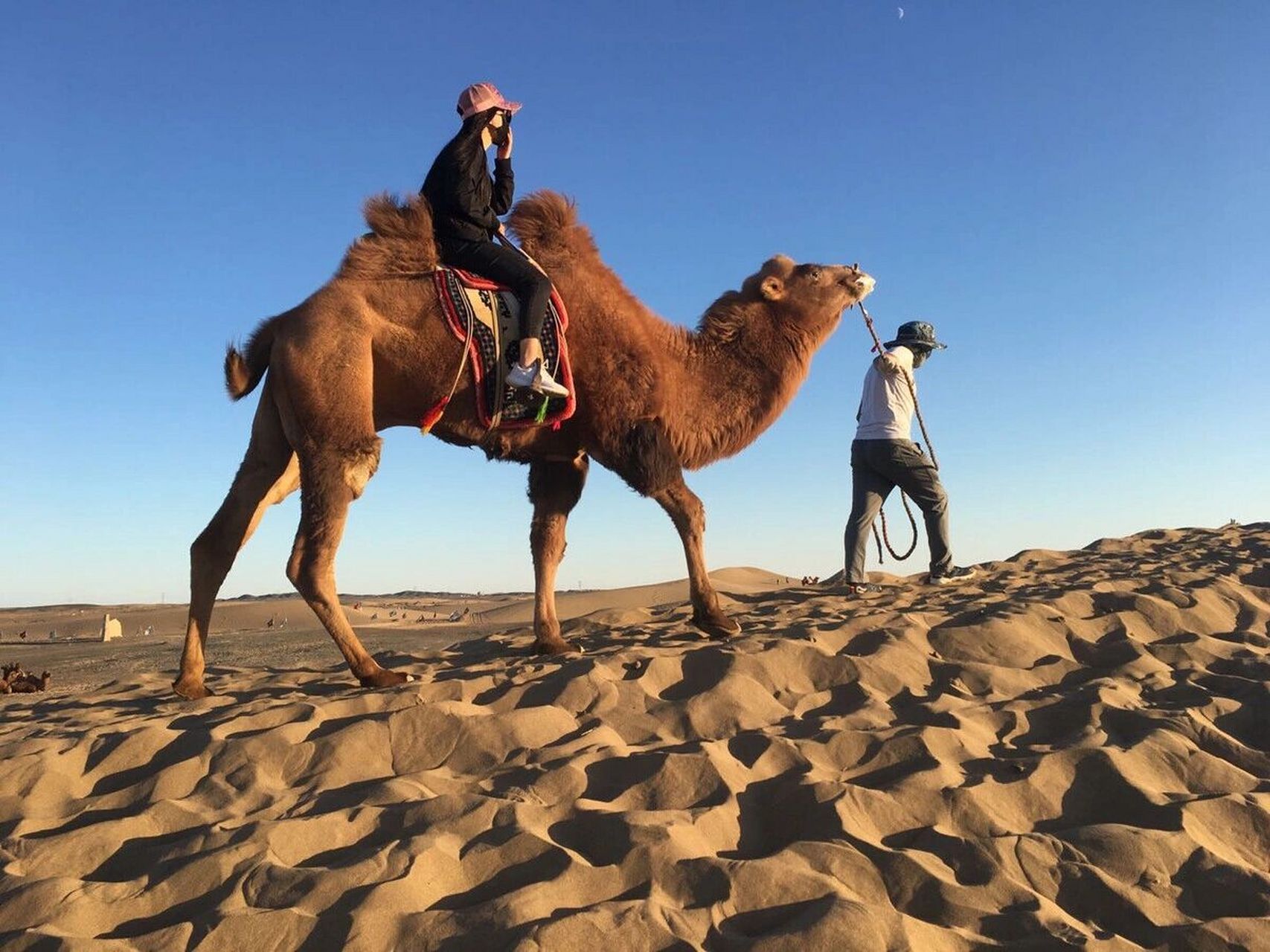 【灭绝巨兽与今天的亲戚】北美篇——巨足驼(tit #古生物# #科普